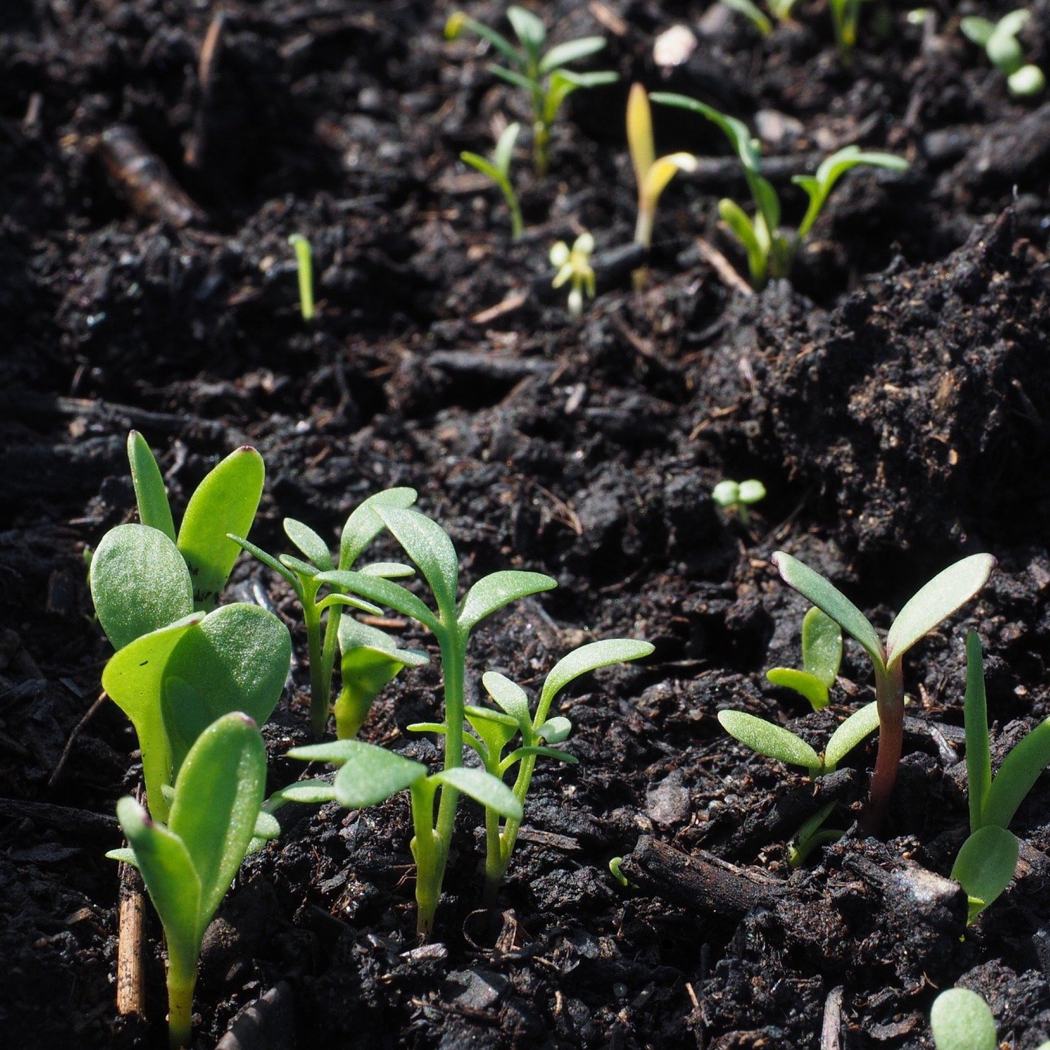The Lord of the Harvest